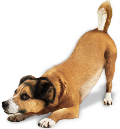 99cachorro.png